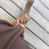 ごんにょん
