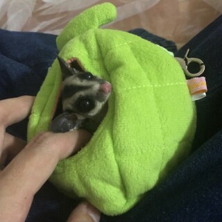 元気なオスのモモンガです！里親探してます！