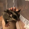 元気なオスのモモンガです！里親探してます！ サムネイル4