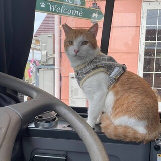 茶白オス♂甘えん坊の『あすなくん』♡