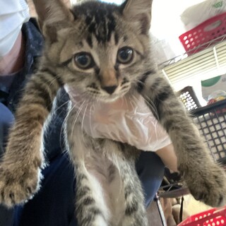 子猫2匹を大事に育ててくれる飼い主様を探しています