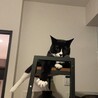 つま先だけ白