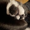 鼻黒