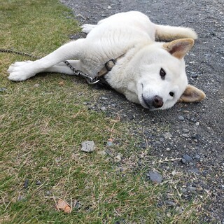 人懐っこい柴犬