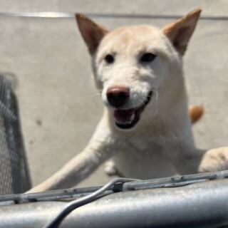 可愛い一歳の白柴の女の子