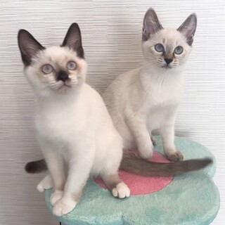 シャム&シャムトラMIX姉妹