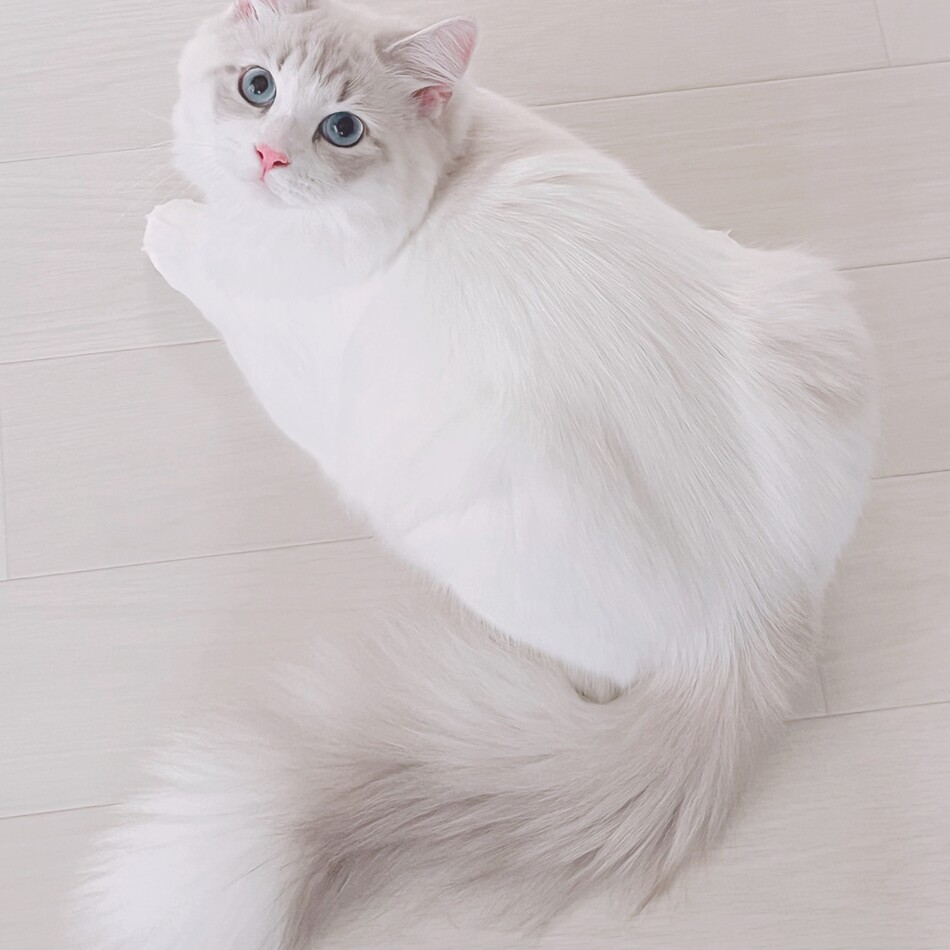 るたのカバー写真