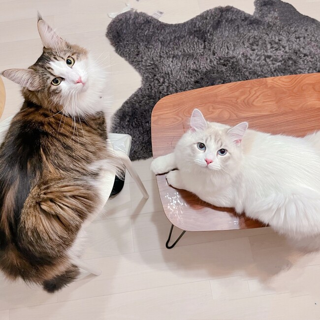 ほえみのカバー写真