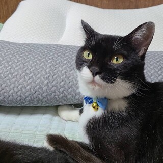 黒白の甘えっ子ふく