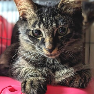 4/28荒川区荒川公園譲渡会参加　　ルビー君