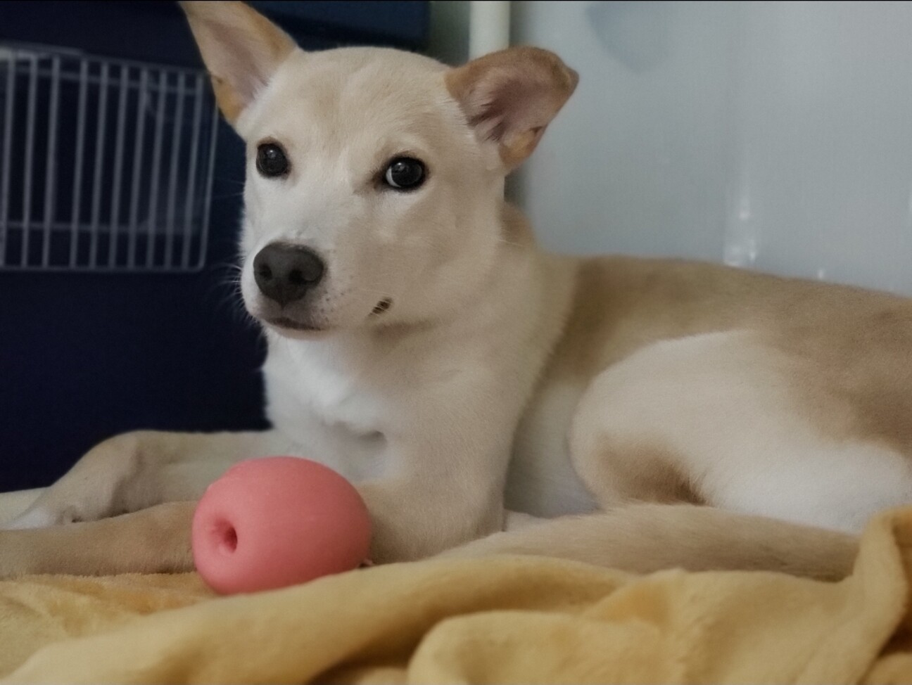 ワンコ大好きでフレンドリーなぐらちゃん♡ サムネイル1