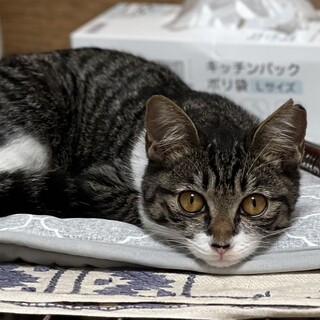 シャイなアンディ