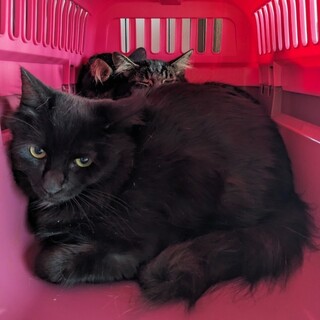 12/24宮代町無印譲渡会　　アクア君