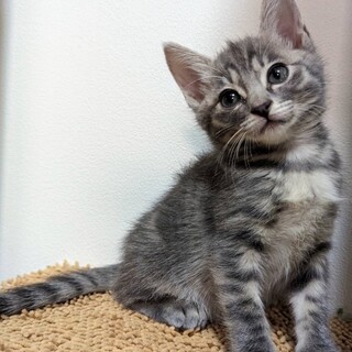 11/11 浅草譲渡会参加　ティファちゃん