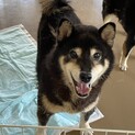 イケメン柴犬の次郎くん