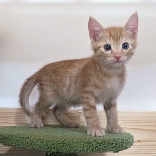 11/11  浅草譲渡会参加　クラウド