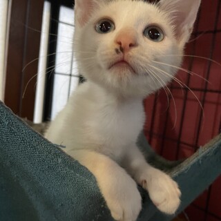 鼻ぽち兄妹のお転婆女の子☆ぽち