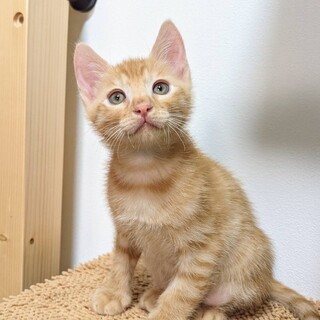 11/11  浅草譲渡会参加　ザックス君