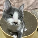 ゴロゴロ甘えん坊♡ハチ郎くん