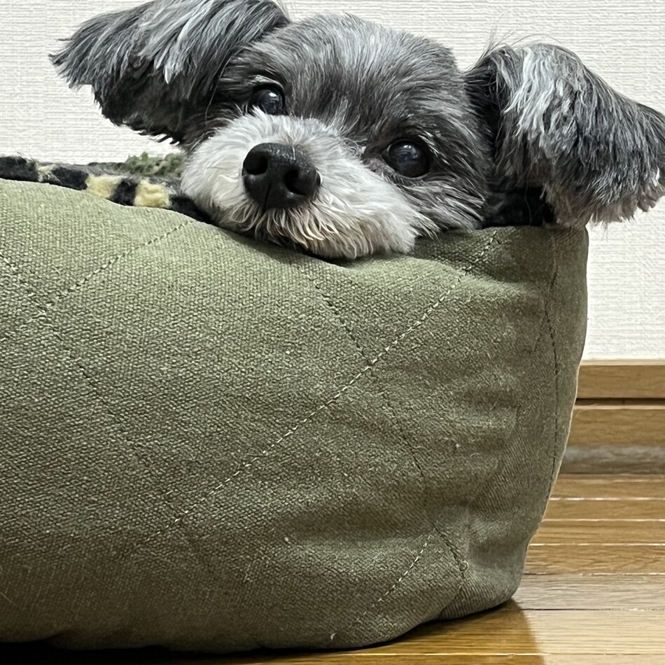 サリーのカバー写真