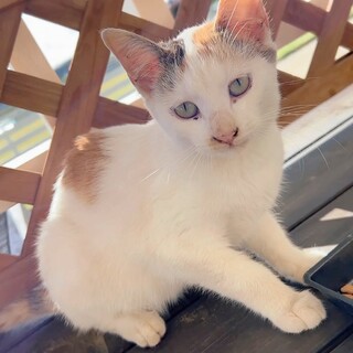 タレ目が可愛い生後4,5ヶ月のミケちゃん♡