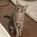 かわいいお顔、人慣れ修行中の華子ちゃん（仮名）