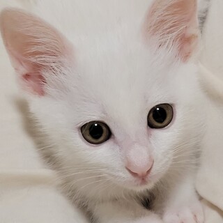 やんちゃな甘えん坊の白女子