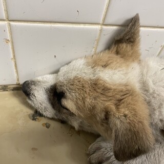 まだ幼い子犬です。収容期限11/15迄