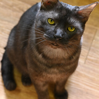 スモーキグレーのブルスくん！