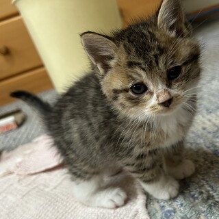 2匹とも元気な男の子！里親探してます！