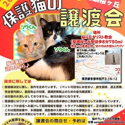 ◇保護猫の譲渡会◇in東京都多摩市聖蹟桜ヶ丘◇