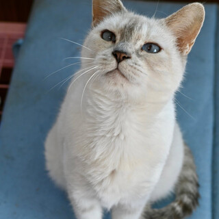 プリチィシャムmixのプリンちゃん！