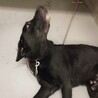 【相談中】新しい家族募集中！の黒ラブくん サムネイル5