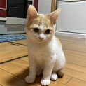 マンチカンにみえるまるお君