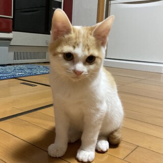 マンチカンにみえるまるお君