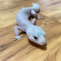 ヒョウモントカゲモドキ2頭