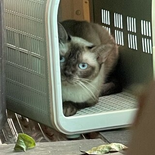 雑種の4歳元気な女の子です