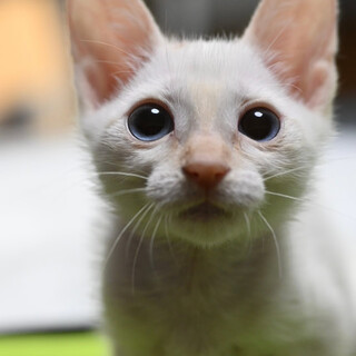 ブルーアイのスノーちゃん