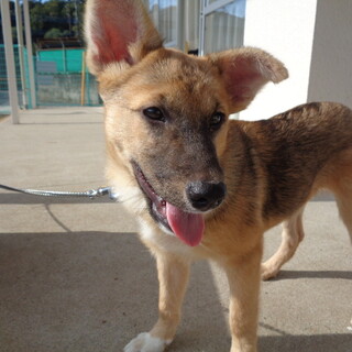 お座りができるようになりました　あずきちゃん