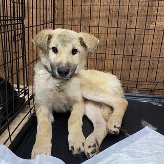 イケメンボーイりたくん