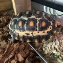 チェリーヘッドアカアシリクガメ