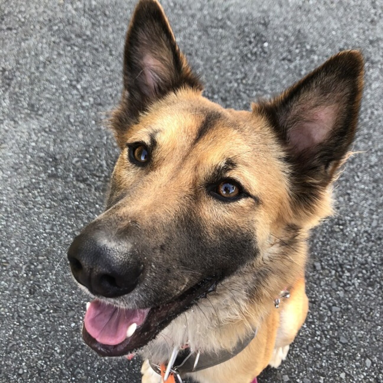 ミニシェパ風ガングロ女子」神奈川県 - 犬の里親募集(437026