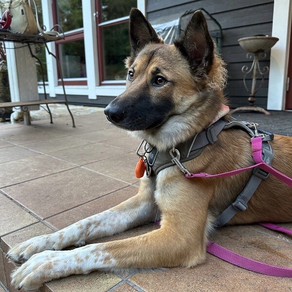 ガングロ ミニシェパ風ガングロ女子」神奈川県 - 犬の里親募集(437026) 6枚目の画像 :: ペットのおうち【里親決定28万頭！】