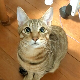 去勢済　おっとりで抱っこ好きなチューリくん