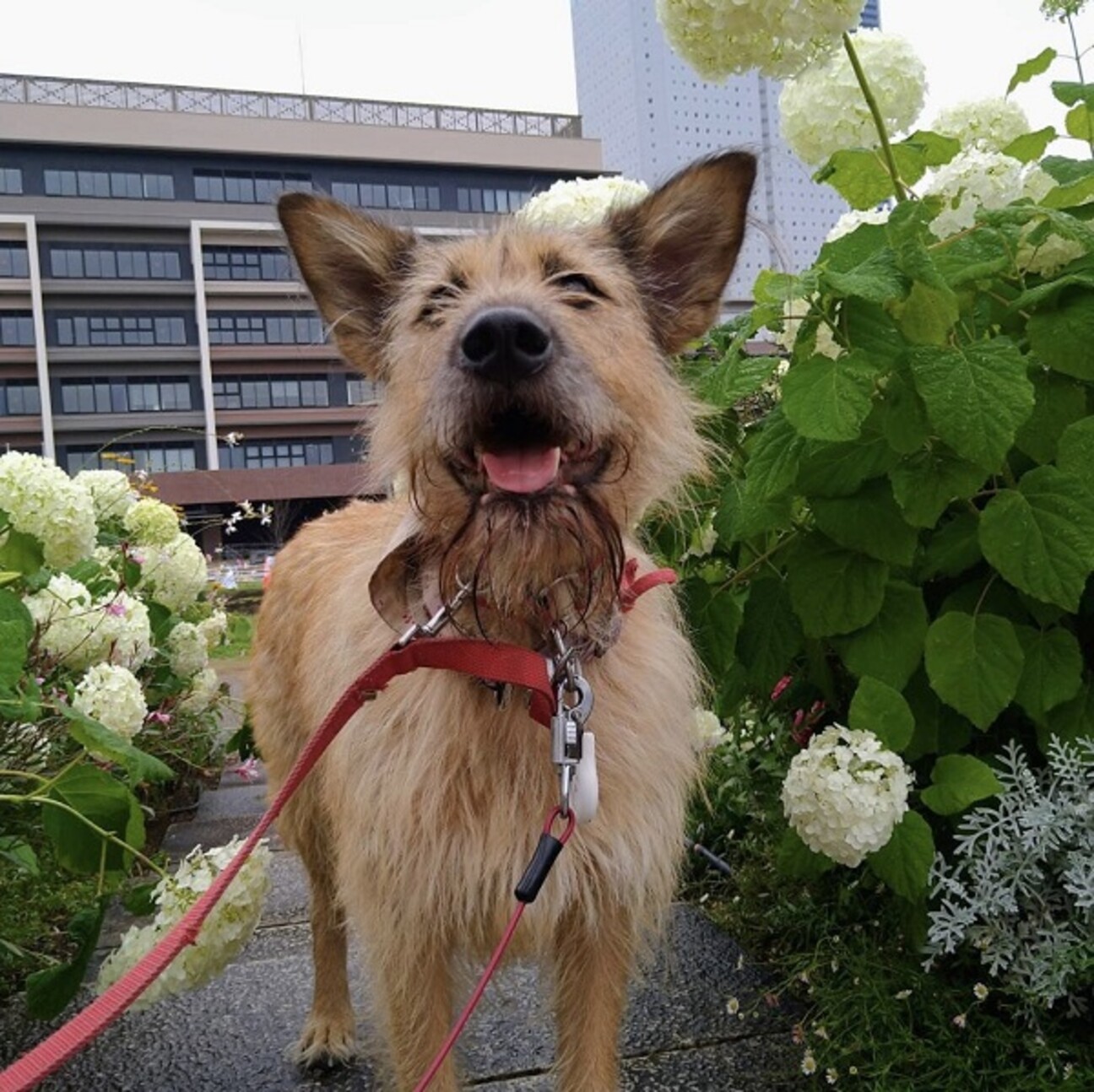 大きめテリア系クールガー」神奈川県 - 犬の里親募集(475705