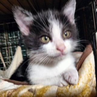 八割れシャムミック子猫オス一か月半ごろごろすりすり