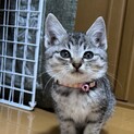 サバトラの女の子です
