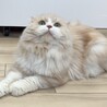 ⭐︎ココナくんスコ男の子⭐︎ サムネイル2