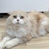 ⭐︎ココナくんスコ男の子⭐︎ サムネイル3