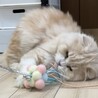 ⭐︎ココナくんスコ男の子⭐︎ サムネイル6